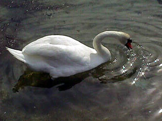 Svane
